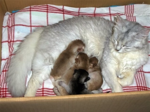 2007-014-18, Yara nestje 2, 1 week