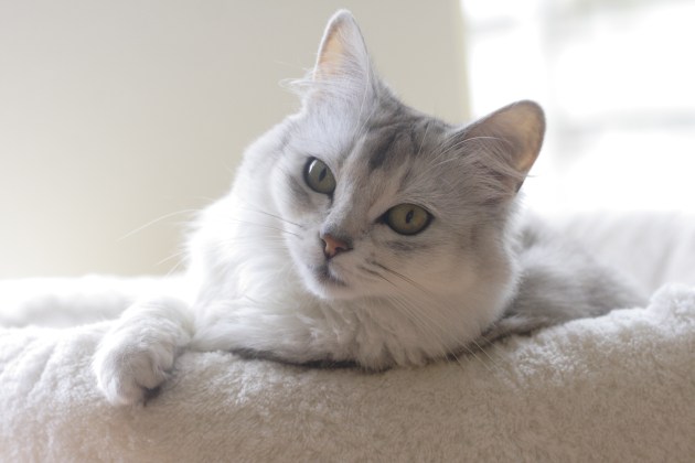 Nieuwe afbeelding Yara van Helene, kleiner.JPG