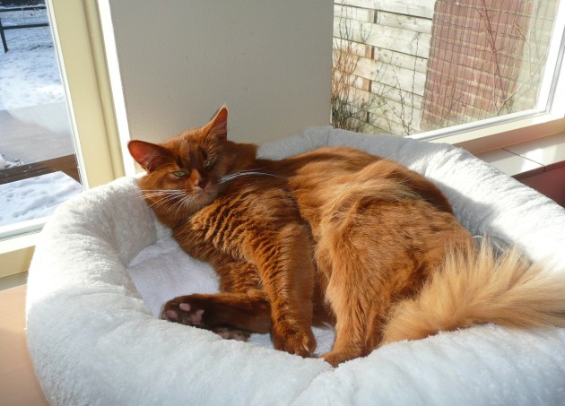 sneeuw feb 2012 160.jpg