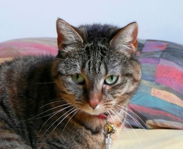 Somali Cattery Jumanah, Chica, maart 2008