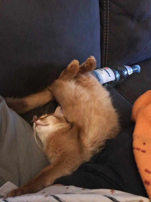 39453279_1885345215108054_4385329538142306304_n