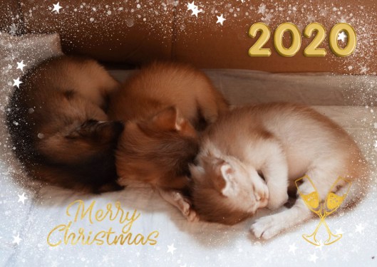 0-ab976a8dac883d2ef673f279ed9db489