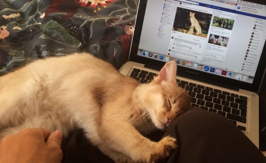 70625008_426174494734037_910902786126774272_n (3)