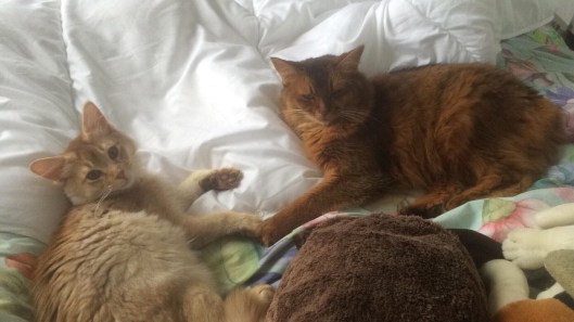 71035333_2305781609519577_6461089633185824768_n (2)