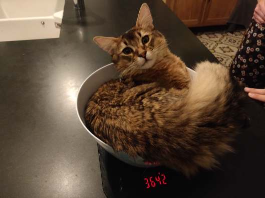 78384114_558811051566274_1961968479884017664_n