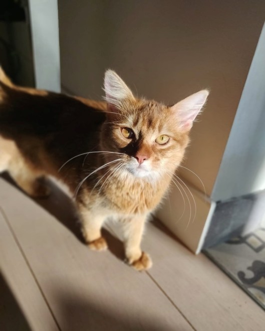 78472243_2492287947652030_31675632916103168_n (2)