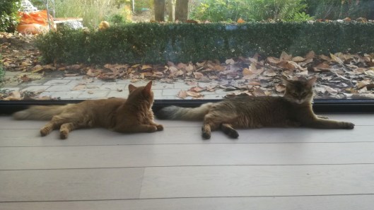 78525967_2466886690089530_2821010867351453696_n (3)