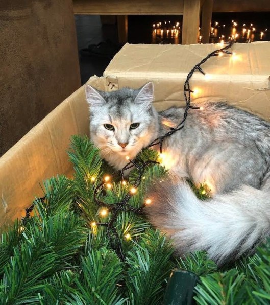 thumbnail_IMG_2681 (3)