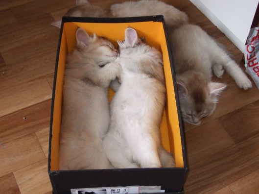 2007-05-25, schoenendoos 2 6 weken