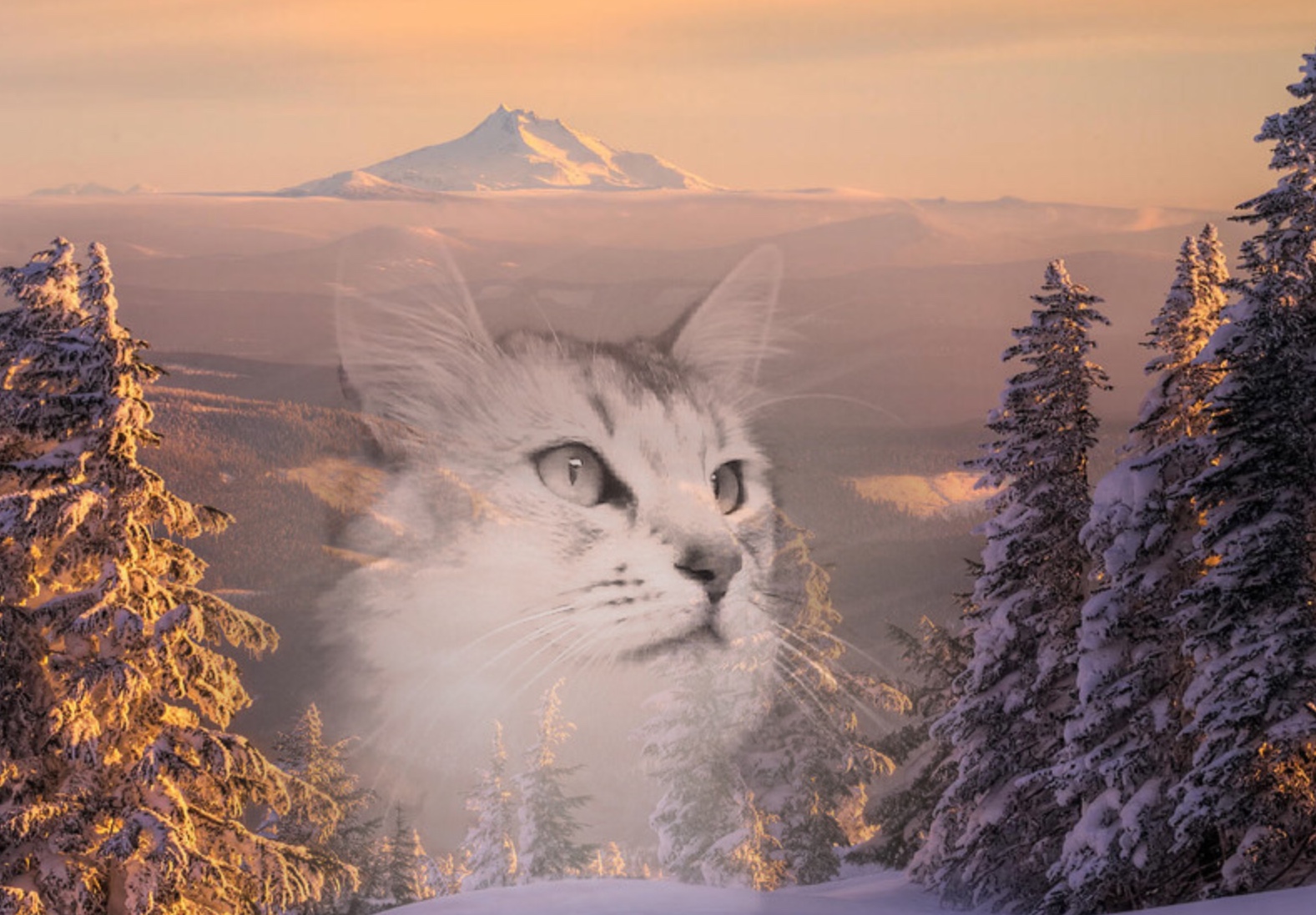 Djemo kerstkaart 2017