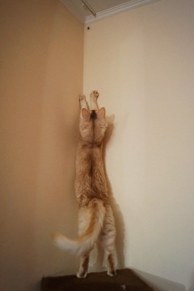 Deze afbeelding heeft een leeg alt-atribuut; de bestandsnaam is dsc05126-2.jpg