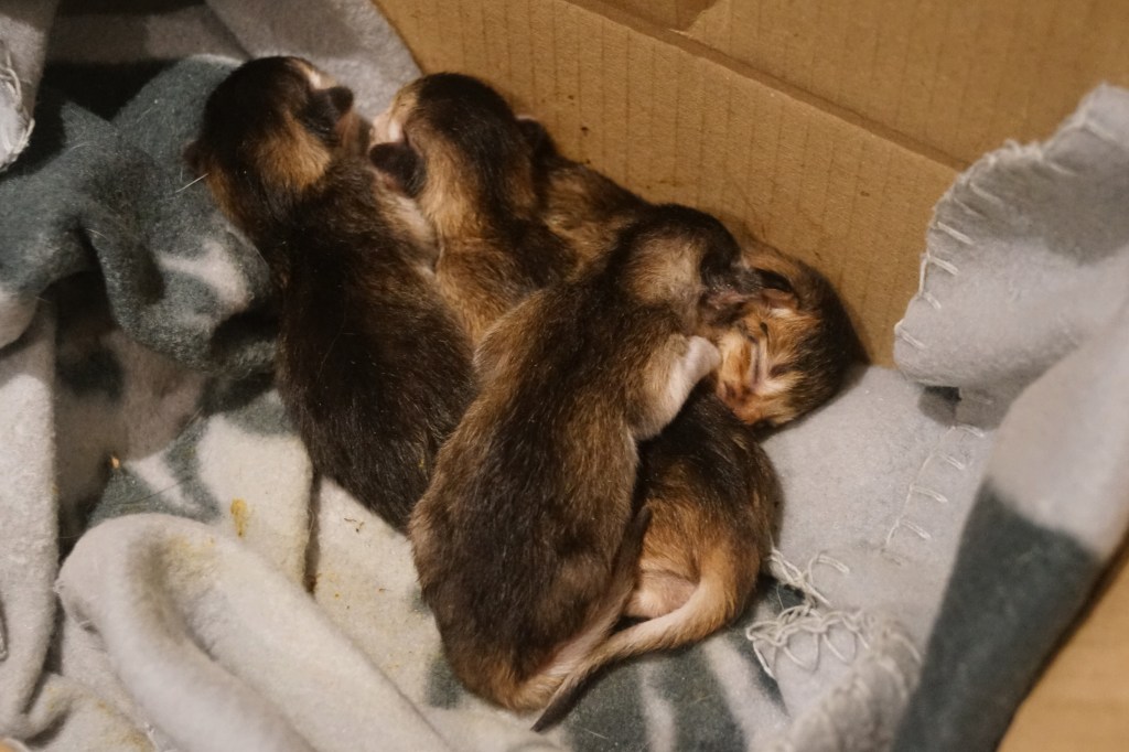 Deze afbeelding heeft een leeg alt-atribuut; de bestandsnaam is dsc05927-2.jpg