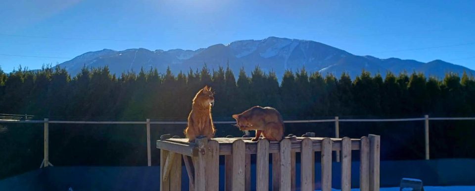 Somali Cattery Jumanah